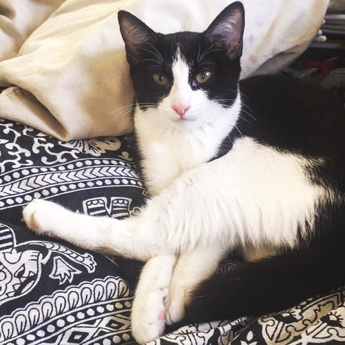 blog-petfriendly-cat